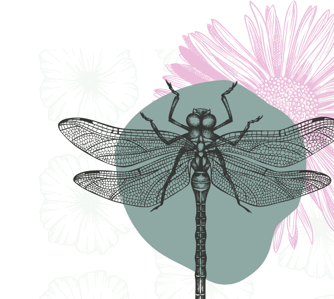 Line art of dragonfly