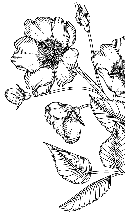 Line art of flowers