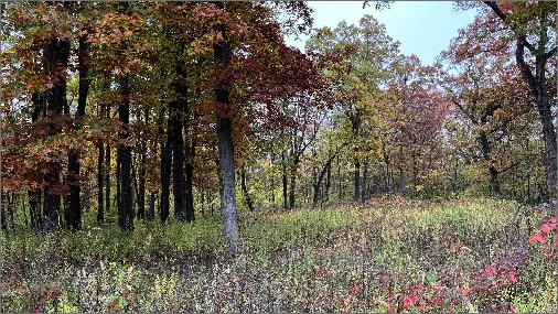 Image of the sunken garden in the fall